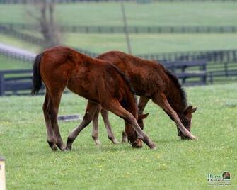 Springtime Foal Screensaver And Desktop Wallpaper