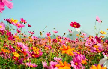 Wallpaper Field Summer Flowers Colorful Meadow