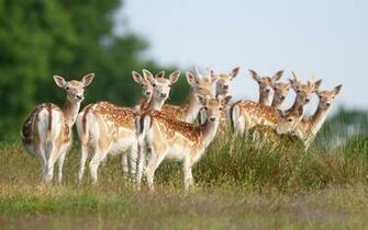 Lovely Herd Wallpaper