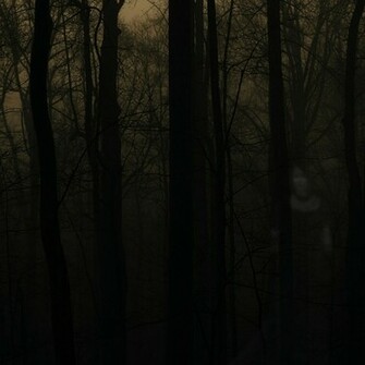 Free download Gallery Real Scary Forest At Night [1210x806] for your