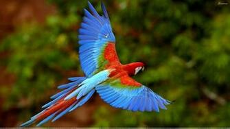 Flying Birds Wallpaper HD