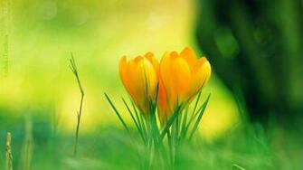 Crocus Flowers Spring Wallpaper Album
