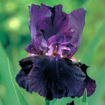 Flowers Iris Flower Japanese Photography