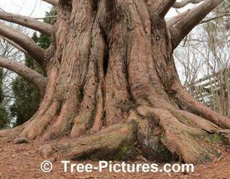 Redwood Trees Wallpaper Tree