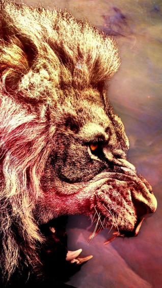 Animal Fur Wallpaper On