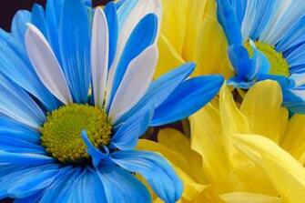 Blue Yellow Flowers Jpg Wallpoop The Wallpaper Site