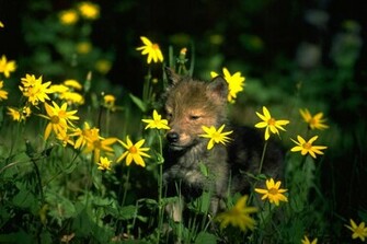 Baby Wolf Wolves Wallpaper