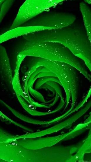 Green Rose Wallpaper Pack V 56mwu56