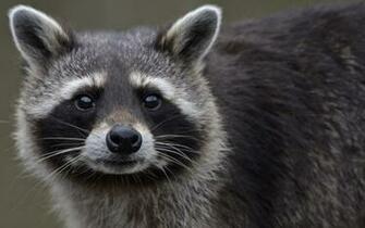 Raccoon Computer Wallpaper Desktop Background Id
