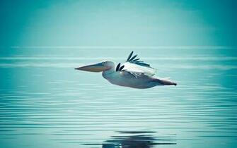 Pelican Wallpaper HD Pulse