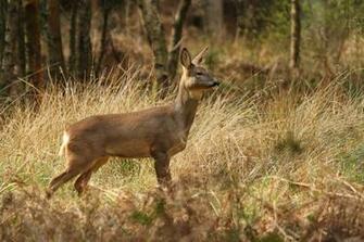 Big Roe Deer Wallpaper Picture