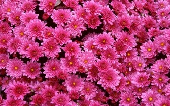 Magenta Mums Wallpaper HD