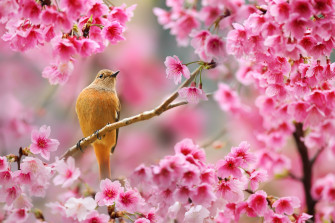 Nature Birds Animals Flowers Plants Depth Of Field Cherry Blossom Wallpaper HD