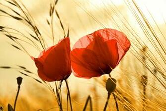 Poppy Computer Wallpaper Desktop Background Id