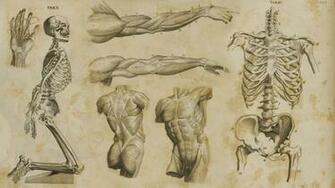 Human Anatomy Wallpaper Art S By