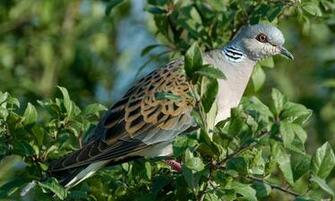 Songbirds In Decline A Tragedy For Britain S Culture As Well