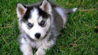 Cute Puppy HD Wallpaper Net