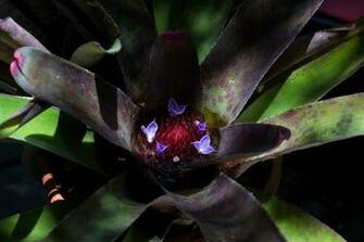 Bromeliad In Bloom 4k Wallpaper