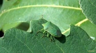 Green Shield Bug On A Leaf