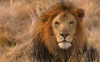 African Lions Love Quotes