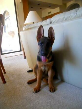 German Shepherds Image Barren Von Schnitzel HD Wallpaper And
