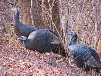 File Female Wild Turkeys Jpg Wikipedia The Encyclopedia