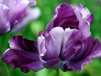 Flowers Spring Wallpaper
