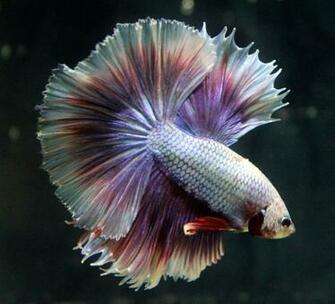 S Favourites Nobody Animals Fishes