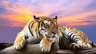 HD Tiger Wallpaper