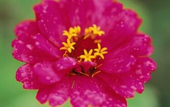 Pink Flowers 1080p HD Wallpaper Source