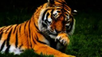 Beautiful Tiger A Shy Wild Animal