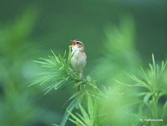 Lovely Spring Birds Wallpaper Desktop