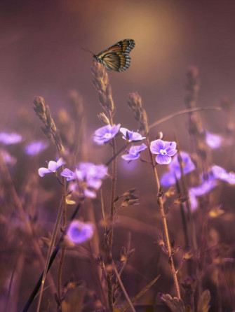 Wildflowers 4e94k4ss9ttvdk32 Wallpaper