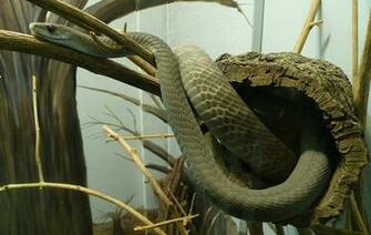 Black Mamba Wallpaper High Definition Cool Nature