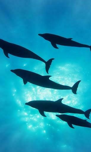 Bigger Dolphins Live Wallpaper For Android Screenshot