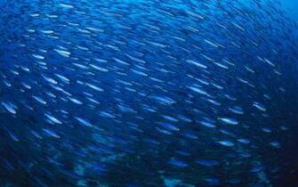 Fish Underwater Wallpaper