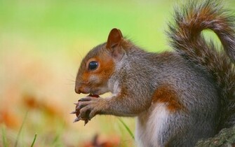 Beautiful Wallpaper Squirrels