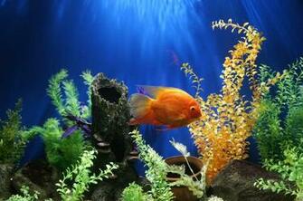 Aquarium Pictures HD Image