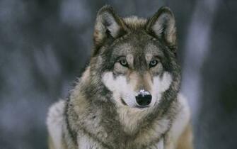 File Name Best HD Wolf Wallpaper Feelgrph