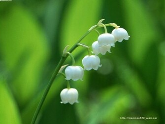 Lovely Mobile Wallpaper Toones