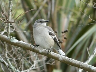 Mockingbird Galapagos Wallpaper Background Image