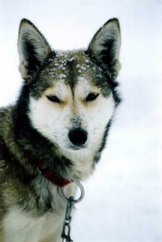 Alaskan Husky