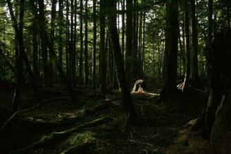Dark Woods Wallpaper HD Net