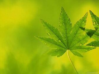 Maple Leaves Powerpoint Background Christian Image