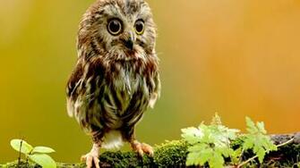 Cute Owl