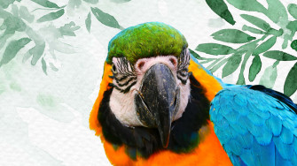 Parrot Wypi5m8i19qszn6c Wallpaper