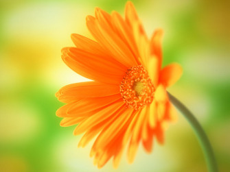 Yellow Daisy Flower Desktop Wallpaper