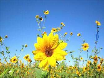 Special Yellow Flower Field Beautiful Is A Artistic HD Wallpaper For