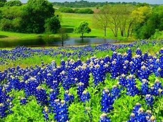 Bluebonnet Wallpaper Pictures