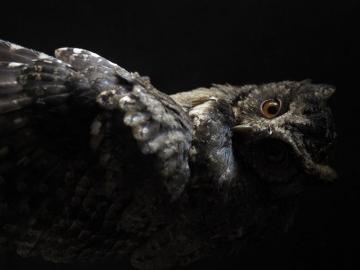 Owl Wallpaper HD Hq